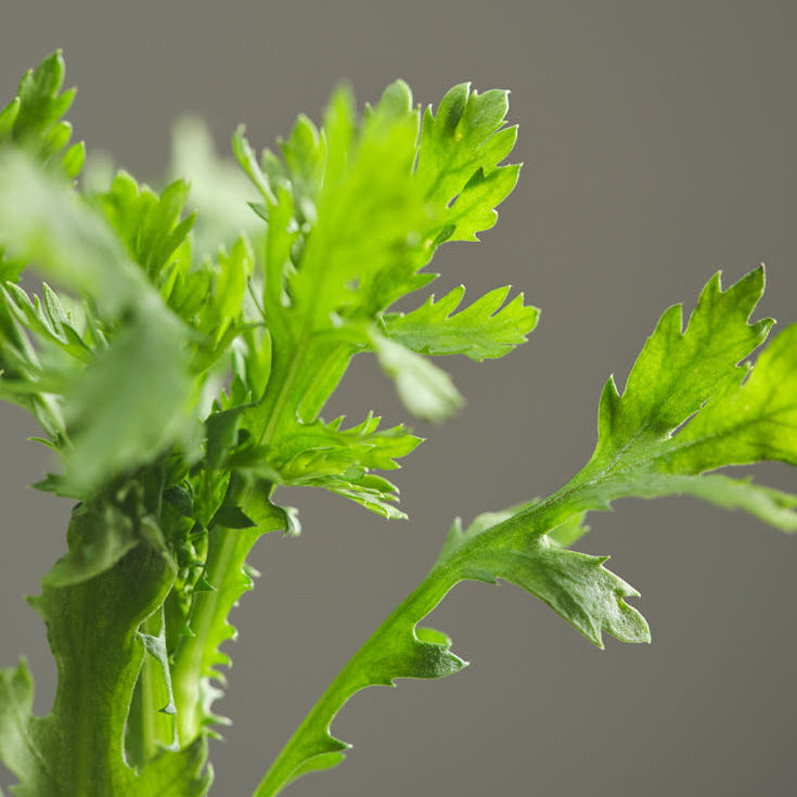 BEAUTY OF JOSEON Matte Sun Stick, marque en cosmétique solaire mat, sur fond vert végétal flou, produit en ambiance