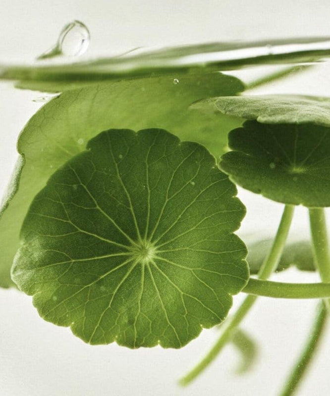 BEAUTY OF JOSEON Light On Serum Centella+ Vita C 30ml, flacon sur feuilles vertes de centella, contexte naturel