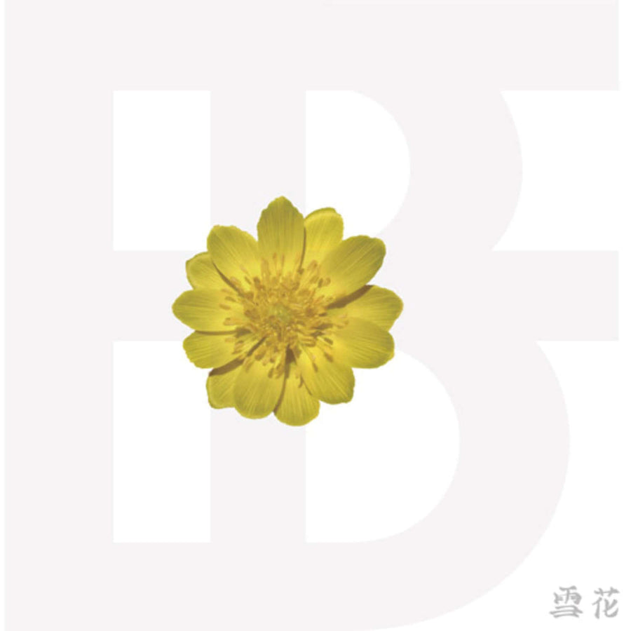 BF - Album Kpop