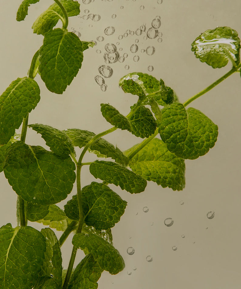 Décris l'image en français mentionnant NARD Sensitive Scalp Care Shampoo 500ml et la marque, fond botanique vert et gouttes d'eau.