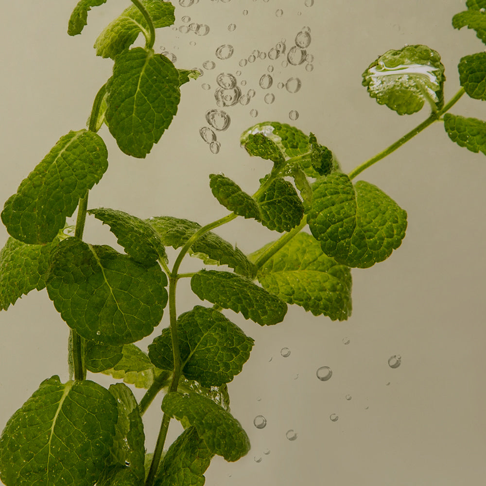 Décris l'image en français mentionnant NARD Sensitive Scalp Care Shampoo 500ml et la marque, fond botanique vert et gouttes d'eau.