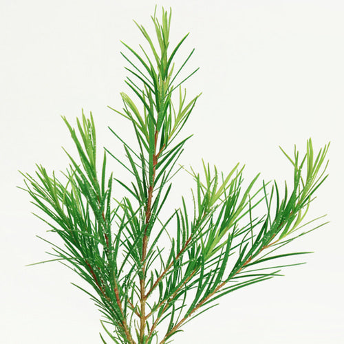 NARD Tea Tree Mildly Acidic Cleansing Foam 150ml de NARD, mousse nettoyante au parfum d’arbre à thé sur fond clair.