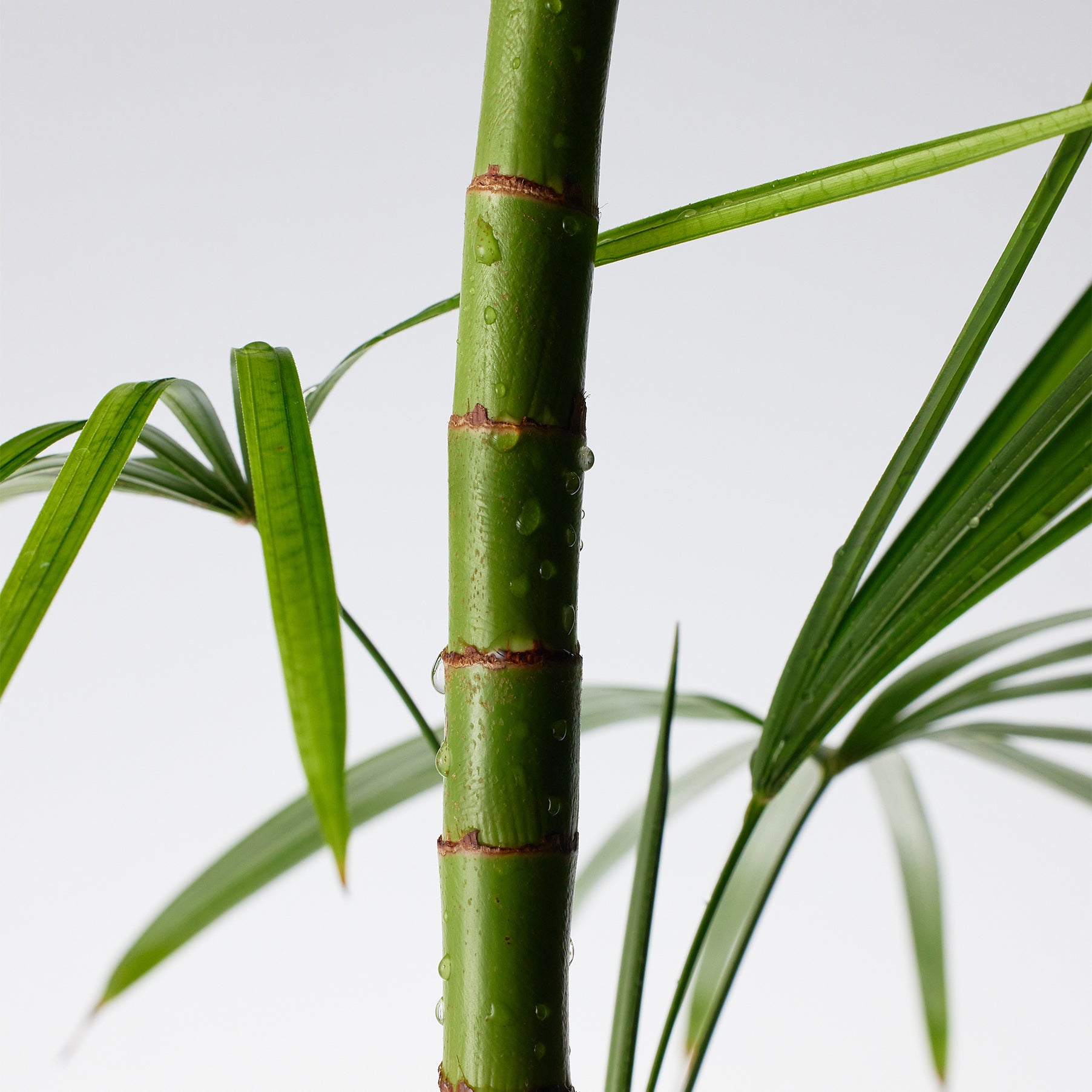 PURITO Mighty Bamboo Panthenol Cleanser 150ml de Purito, flacon skincare, bambou vert en arrière-plan blanc.