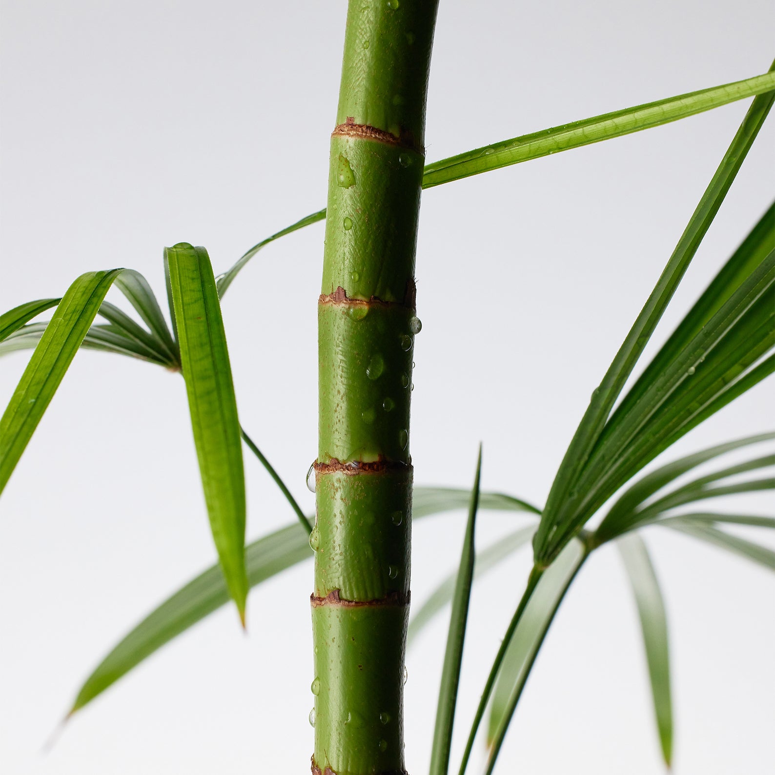 PURITO Mighty Bamboo Panthenol Cream 100ml