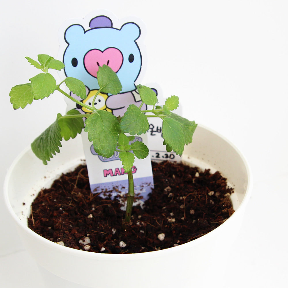 BT21 Seed Stick Kit Mang on sales on our Website !